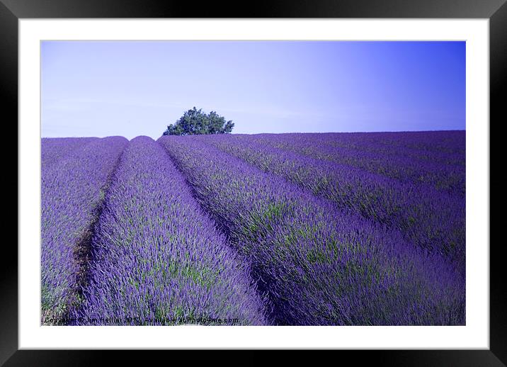 Lavender Fields Snowshill Cotswold Framed Mounted Print by Jim Hellier