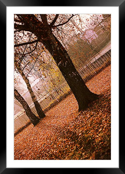 Autumn III Framed Mounted Print by