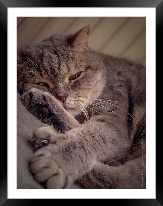sweet kitty cat Framed Mounted Print by