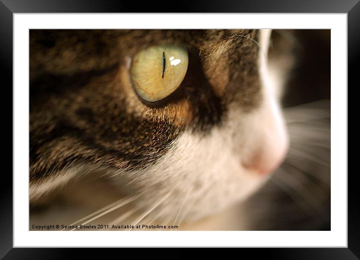 Cat's Eye Framed Mounted Print by Serena Bowles