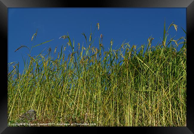 Looking up at Rice Field en route to Ghorepani Framed Print by Serena Bowles