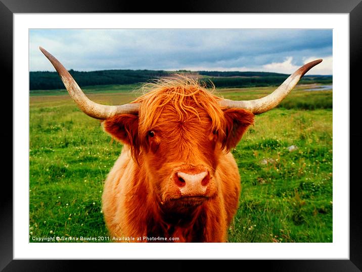 Highland Cow Framed Mounted Print by Serena Bowles