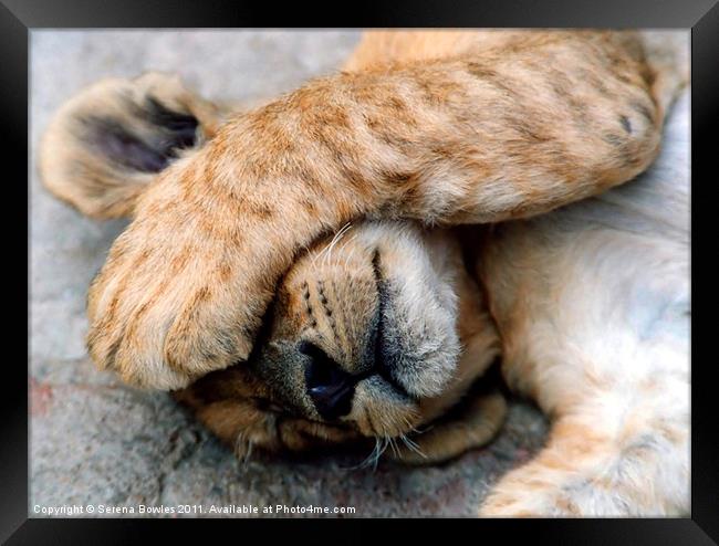 The Lion Sleeps - Sleeping Lion Cub, Antelope Park Framed Print by Serena Bowles
