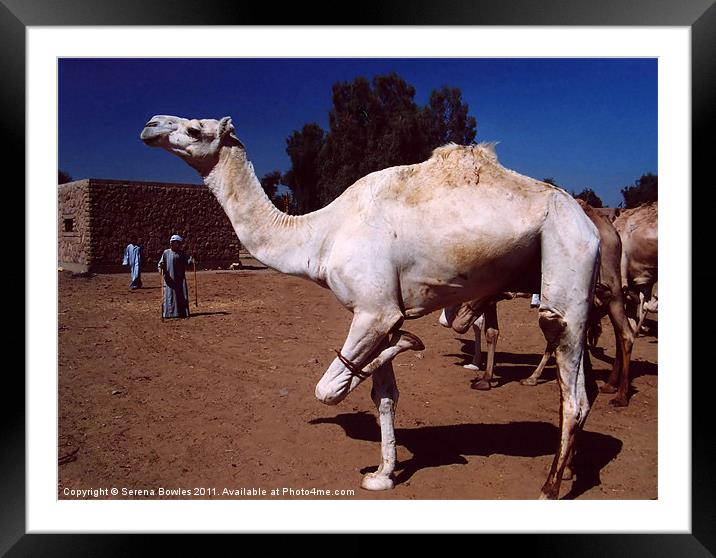 Hopping Camel Framed Mounted Print by Serena Bowles