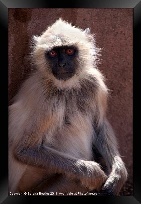 Langur Monkey at Ranthambore Fort Framed Print by Serena Bowles