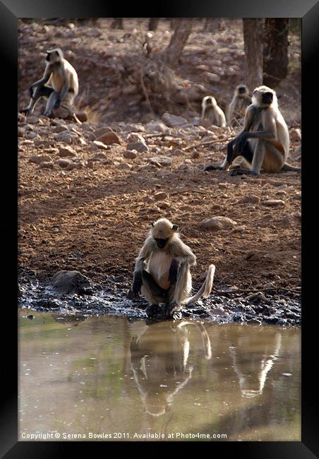 Langur Monkeys at Waterhole Ranthambore Framed Print by Serena Bowles