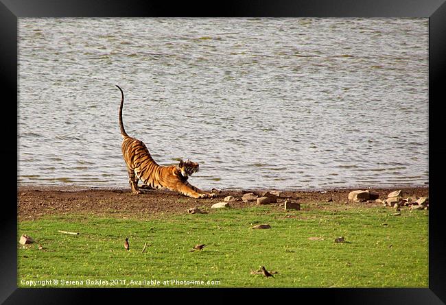 Tiger Stretching Ranthambore Framed Print by Serena Bowles