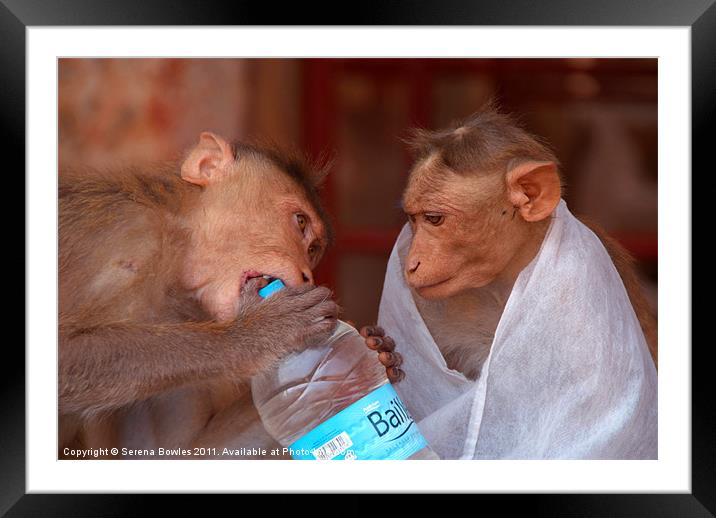 Cheeky Monkeys Opening Stolen Water Hampi Framed Mounted Print by Serena Bowles