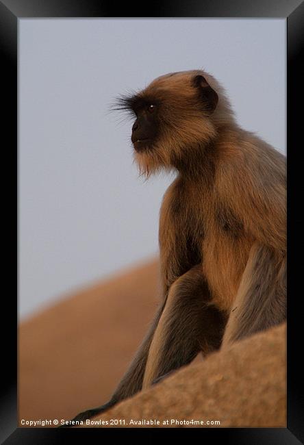 Langur Monkey in Quiet Contemplation, Hampi, India Framed Print by Serena Bowles
