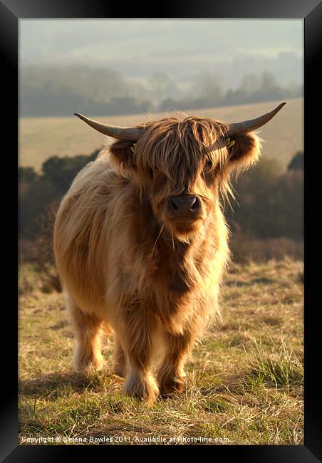 Young Highland Cow Framed Print by Serena Bowles