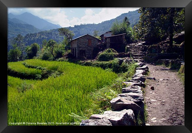 Rice Fields by the Path to Ghorepani Framed Print by Serena Bowles