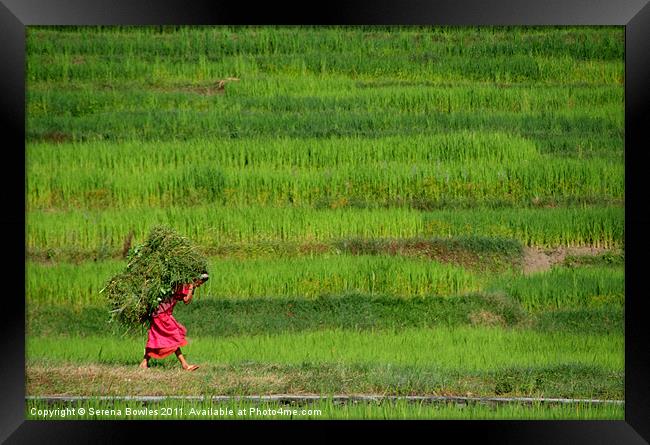 Woman Harvesting Crops near Bhaktapur, Nepal Framed Print by Serena Bowles