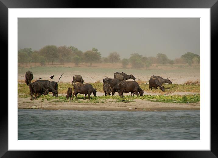 Water Buffalo on the Banks of the Ganges, Varanasi Framed Mounted Print by Serena Bowles