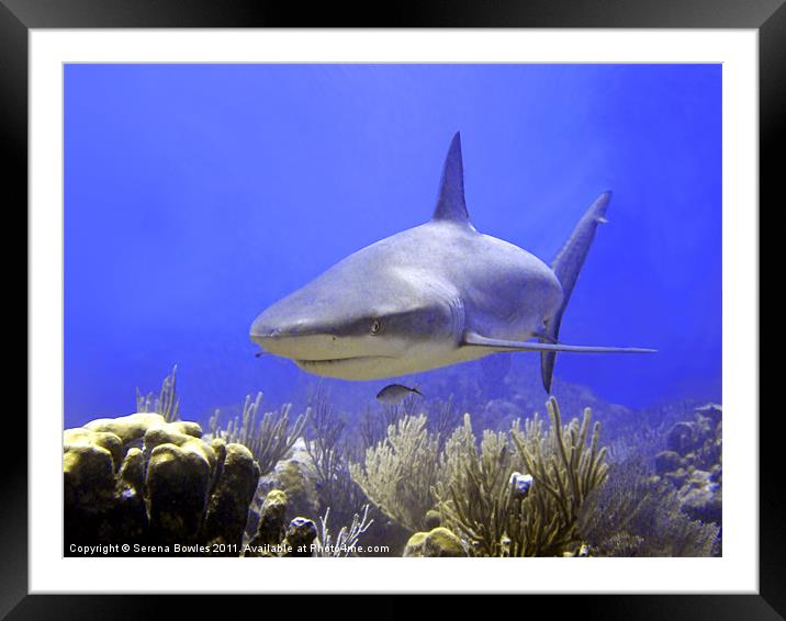 Caribbean Reef Shark Swimming Into Shot Framed Mounted Print by Serena Bowles