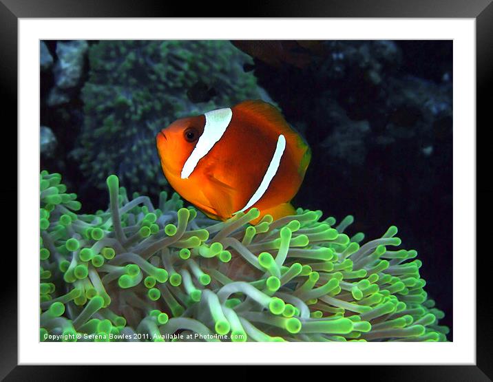 Anemone Fish in Anemone Framed Mounted Print by Serena Bowles