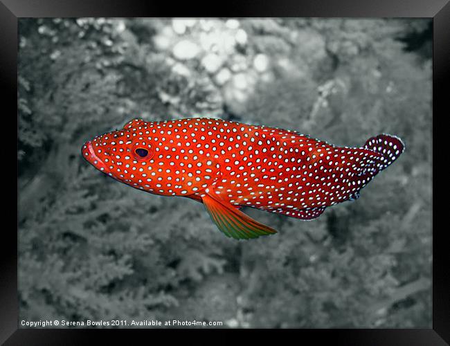 Red Coral Cod Fish over Hard Coral Framed Print by Serena Bowles