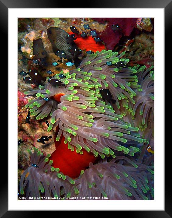 Domino Damselfish in Anemone, Red Sea, Egypt Framed Mounted Print by Serena Bowles