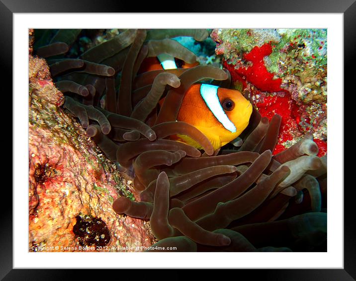 Clown fish in Hiding Framed Mounted Print by Serena Bowles