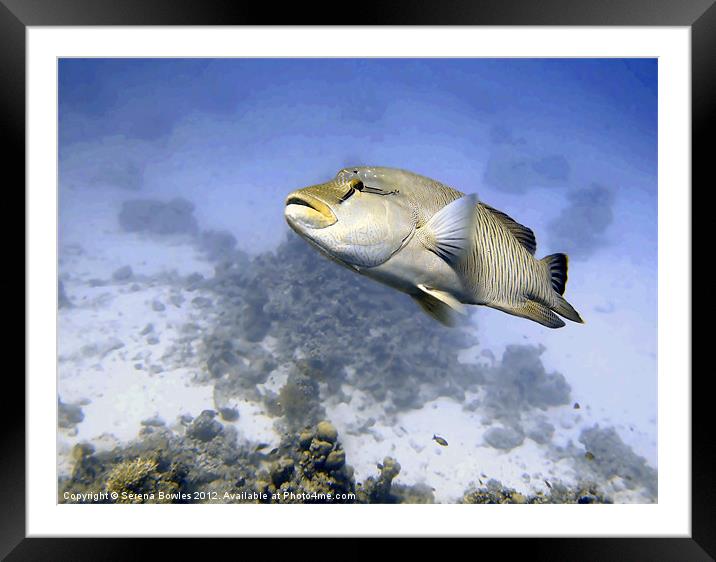 Napoleon Maori Wrasse over Hard Coral, Red Sea, Eg Framed Mounted Print by Serena Bowles
