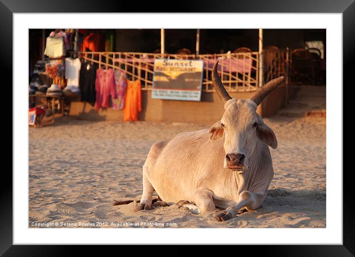 Holy Cow! Bull on the Beach at Sunset Palolem, Goa Framed Mounted Print by Serena Bowles
