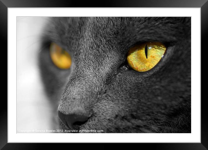 The Golden Eyes of a Cat Framed Mounted Print by Serena Bowles
