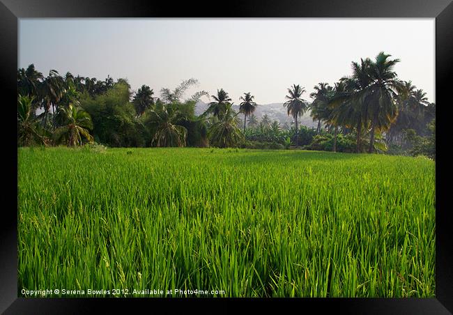 Rice Paddy Field Hampi, Karnataka, India Framed Print by Serena Bowles
