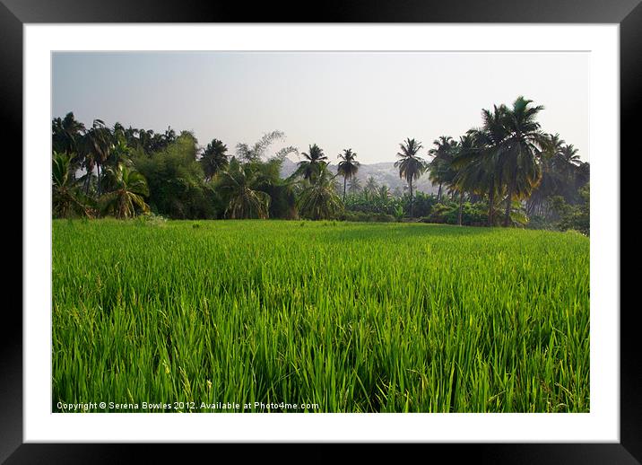 Rice Paddy Field Hampi, Karnataka, India Framed Mounted Print by Serena Bowles