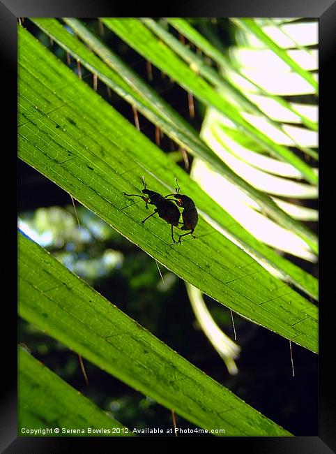 Bug Action Framed Print by Serena Bowles