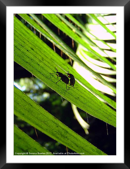 Bug Action Framed Mounted Print by Serena Bowles