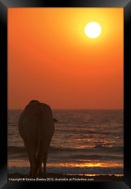 Cow Watching the Sunset Arambol, Goa, India Framed Print by Serena Bowles
