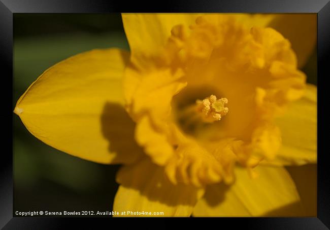 Bright Yellow Daffodil Framed Print by Serena Bowles
