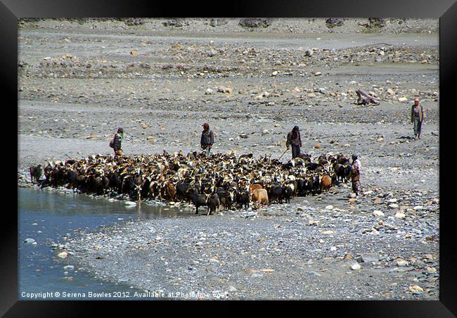 Goats at River en route to Ghasa Framed Print by Serena Bowles