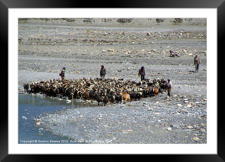 Goats at River en route to Ghasa Framed Mounted Print by Serena Bowles