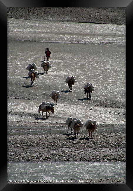 Mules Crossing River Annapurna Circuit Framed Print by Serena Bowles