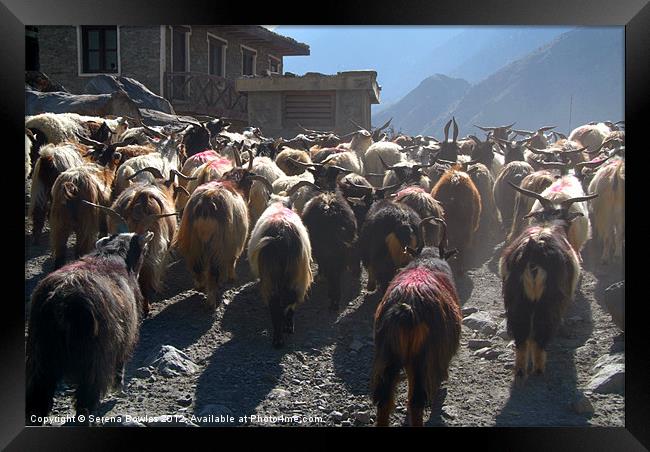 Mustang Goats on Road, Annapurna Circuit, Nepal Framed Print by Serena Bowles