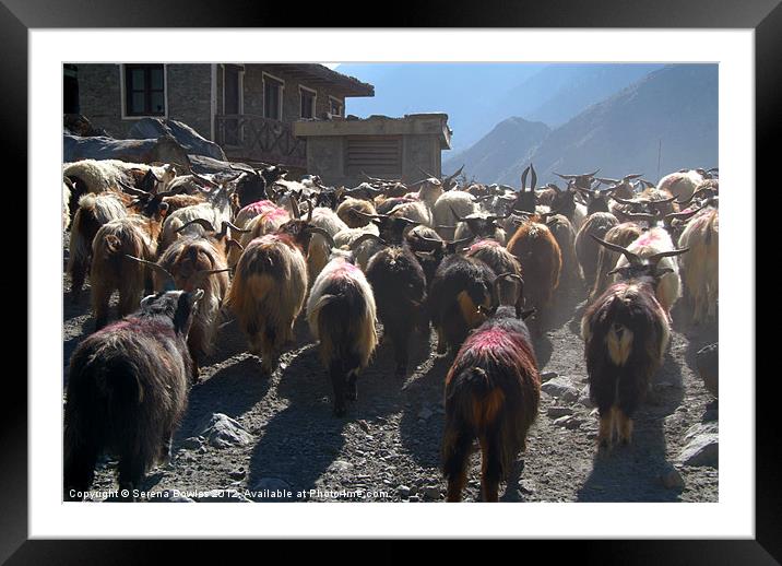 Mustang Goats on Road, Annapurna Circuit, Nepal Framed Mounted Print by Serena Bowles