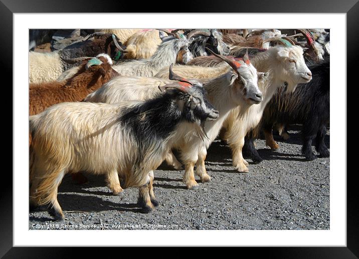 Mustang Goats on Road Framed Mounted Print by Serena Bowles