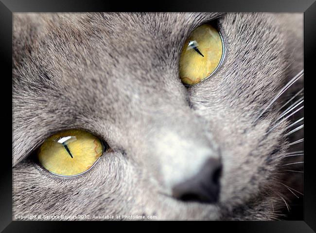 Look into my Eyes . . . Framed Print by Serena Bowles