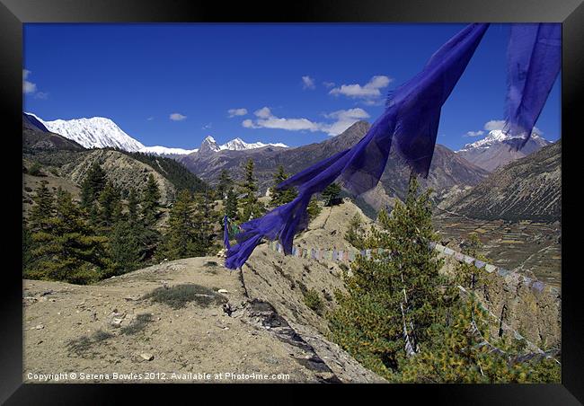 Blue Prayer Flags and Pine Trees Manang Framed Print by Serena Bowles