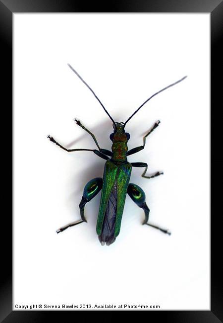 Thick Legged Flower Beetle - Oedemera Nobilis Framed Print by Serena Bowles