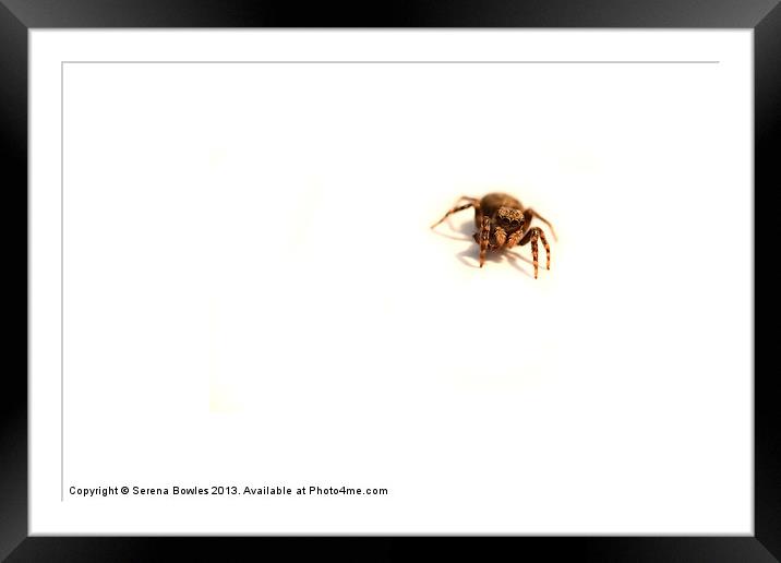 Incy Wincy Jumping Spider Framed Mounted Print by Serena Bowles