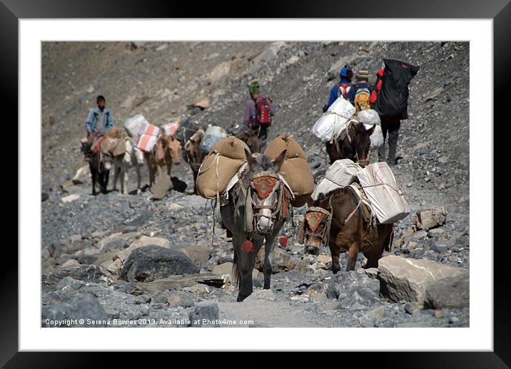 Mules Climbing Thorung La, Annapurna Circuit, Nepa Framed Mounted Print by Serena Bowles