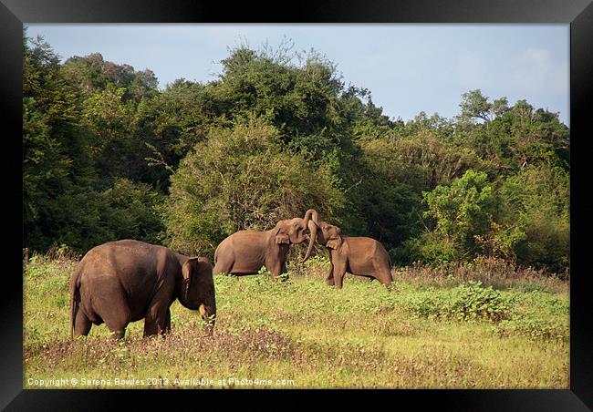 Elephants Fighting Kaudulla, Sri Lanka Framed Print by Serena Bowles