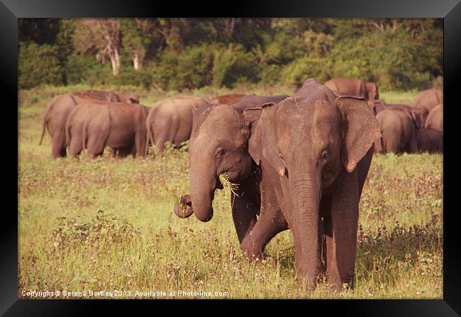 Elephants Grazing Kaudulla, Sri Lanka Framed Print by Serena Bowles