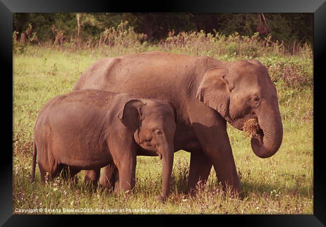Mother and Baby Elephants Kaudulla, Sri Lanka Framed Print by Serena Bowles