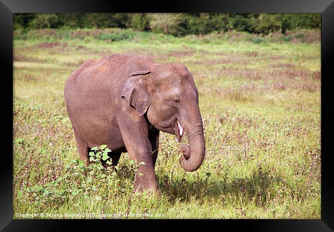 Young Elephant Eating Kaudulla, Sri Lanka Framed Print by Serena Bowles