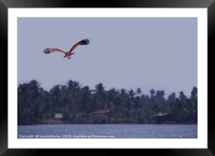 Brahimny Kite in Flight Kerala Framed Mounted Print by Serena Bowles