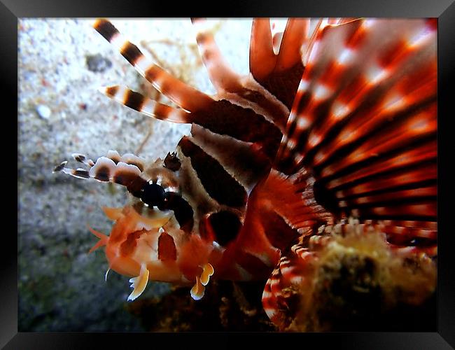 Lion fish Looking Framed Print by Serena Bowles