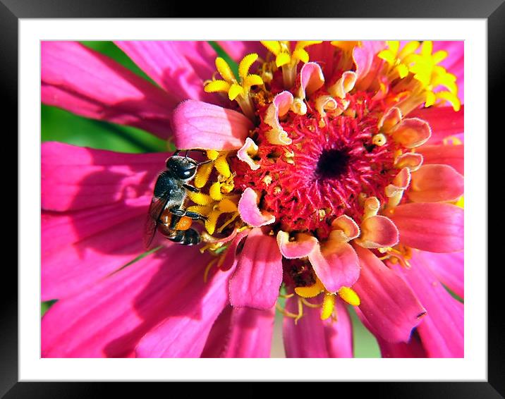 Busy, buzzy bee Framed Mounted Print by Serena Bowles