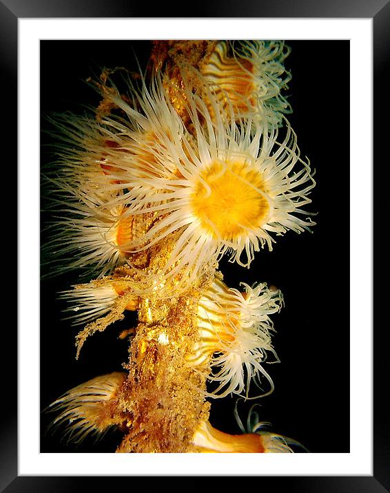 Feeding Whip Anemone, Albany, Australia Framed Mounted Print by Serena Bowles